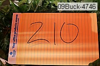 09buck-4746 thumbnail