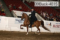 09buck-4815 thumbnail