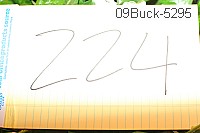 09buck-5295 thumbnail