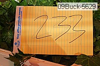 09buck-5629 thumbnail