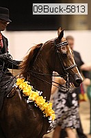 09buck-5813 thumbnail