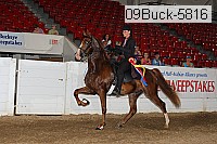 09buck-5816 thumbnail