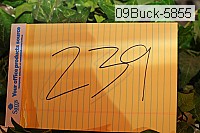 09buck-5855 thumbnail