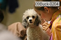 09buck-0204 thumbnail