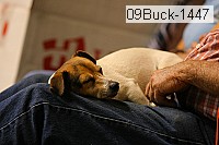 09buck-1447 thumbnail