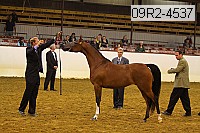 09r2-4537 thumbnail