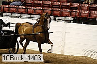 10buck_1403 thumbnail