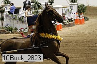 10buck_2823 thumbnail