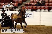 10buck_3771 thumbnail