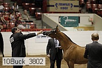 10buck_3802 thumbnail