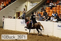 10buck_3971 thumbnail