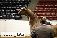 10buck_4202 thumbnail