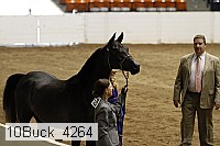 10buck_4264 thumbnail