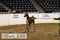 10buck_6309 thumbnail