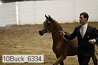 10buck_6334 thumbnail