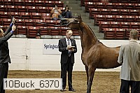 10buck_6370 thumbnail