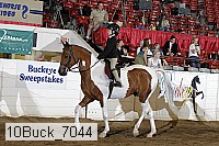 10buck_7044 thumbnail