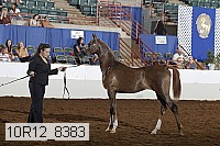 10r12_8383 thumbnail