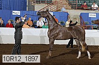 10r12_1897 thumbnail