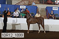 10r12_1899 thumbnail