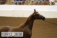 10r12_2638 thumbnail