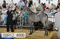10r12_4886 thumbnail
