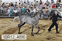 10r12_4890 thumbnail