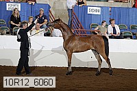 10r12_6060 thumbnail