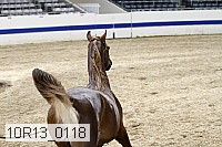 10r13_0118 thumbnail