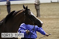 10r13_1981 thumbnail