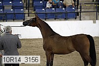 10r14_3156 thumbnail