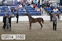 10r14_3160 thumbnail