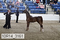 10r14_3161 thumbnail