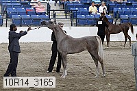 10r14_3165 thumbnail
