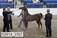 10r14_3167 thumbnail