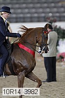 10r14_3982 thumbnail