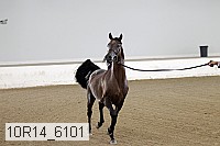 10r14_6101 thumbnail