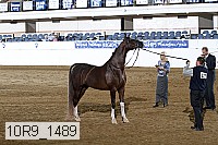 10r9_1489 thumbnail