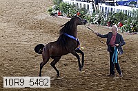 10r9_5482 thumbnail