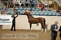 10yn-19956 thumbnail