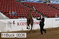 11buck_0026 thumbnail