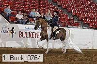 11buck_0764 thumbnail