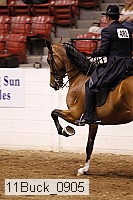 11buck_0905 thumbnail