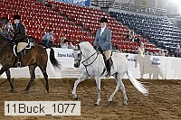 11buck_1077 thumbnail