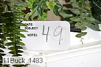 11buck_1483 thumbnail