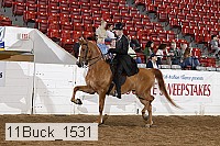 11buck_1531 thumbnail