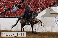 11buck_1711 thumbnail