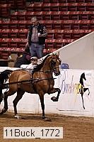 11buck_1772 thumbnail