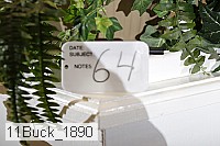 11buck_1890 thumbnail