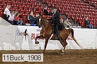 11buck_1908 thumbnail